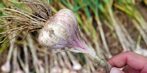 Když zasadil česnek na jaře v otevřené půdě tak, že je velký